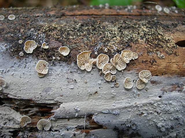 La  Flora  micologica  Alsaziana